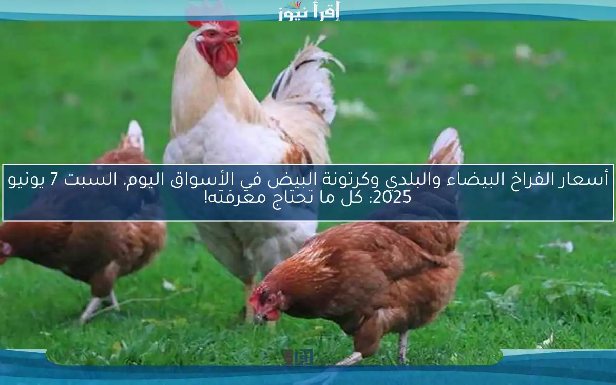 أسعار الفراخ البيضاء والبلدي وكرتونة البيض في الأسواق اليوم، السبت 7 يونيو 2025: كل ما تحتاج معرفته!