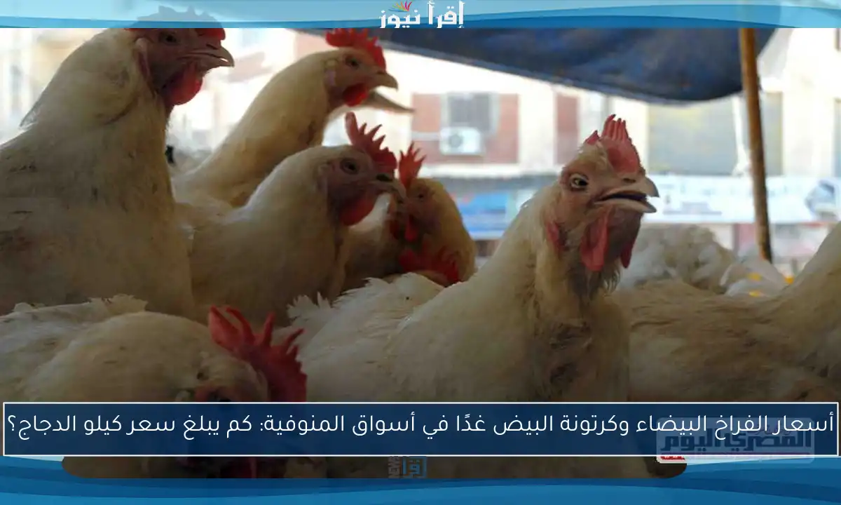 أسعار الفراخ البيضاء وكرتونة البيض غدًا في أسواق المنوفية: كم يبلغ سعر كيلو الدجاج؟