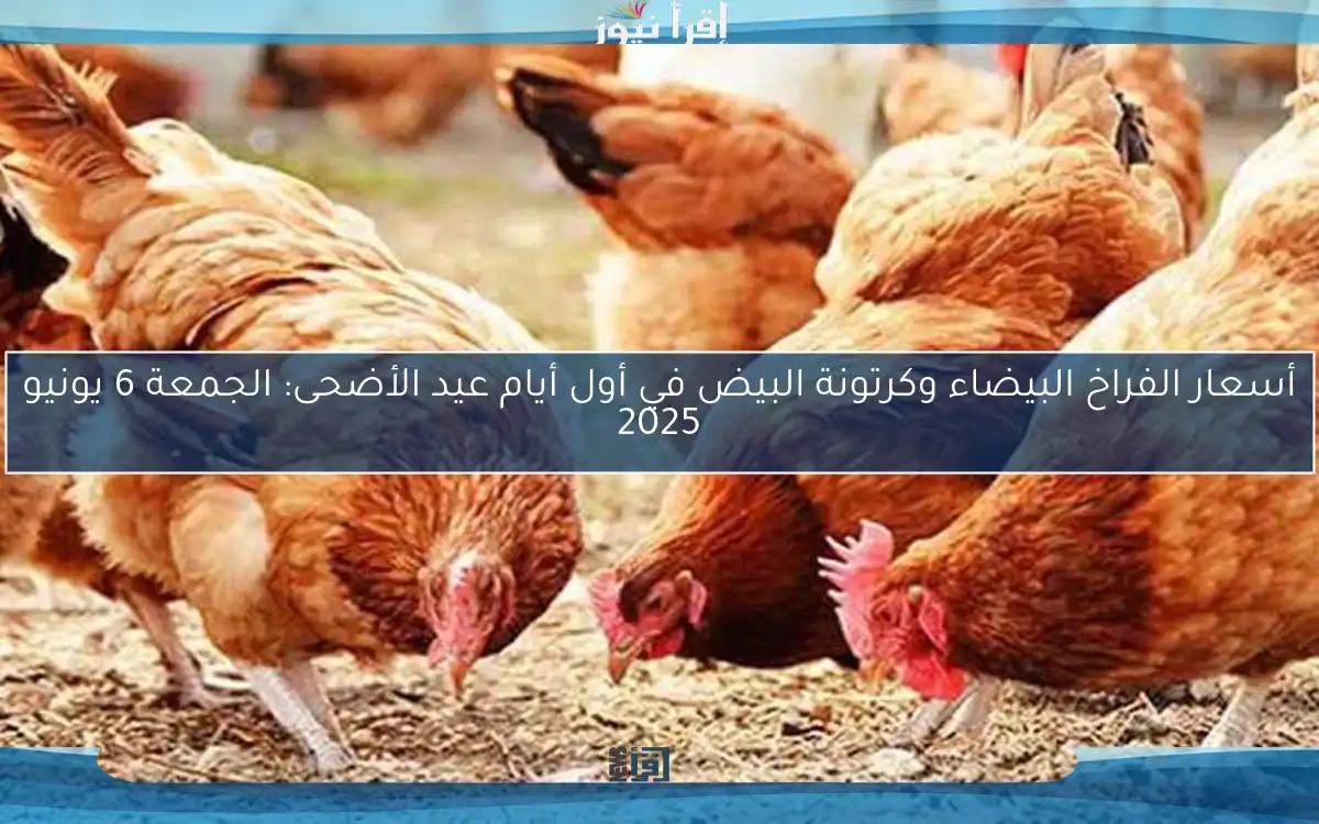 أسعار الفراخ البيضاء وكرتونة البيض في أول أيام عيد الأضحى: الجمعة 6 يونيو 2025