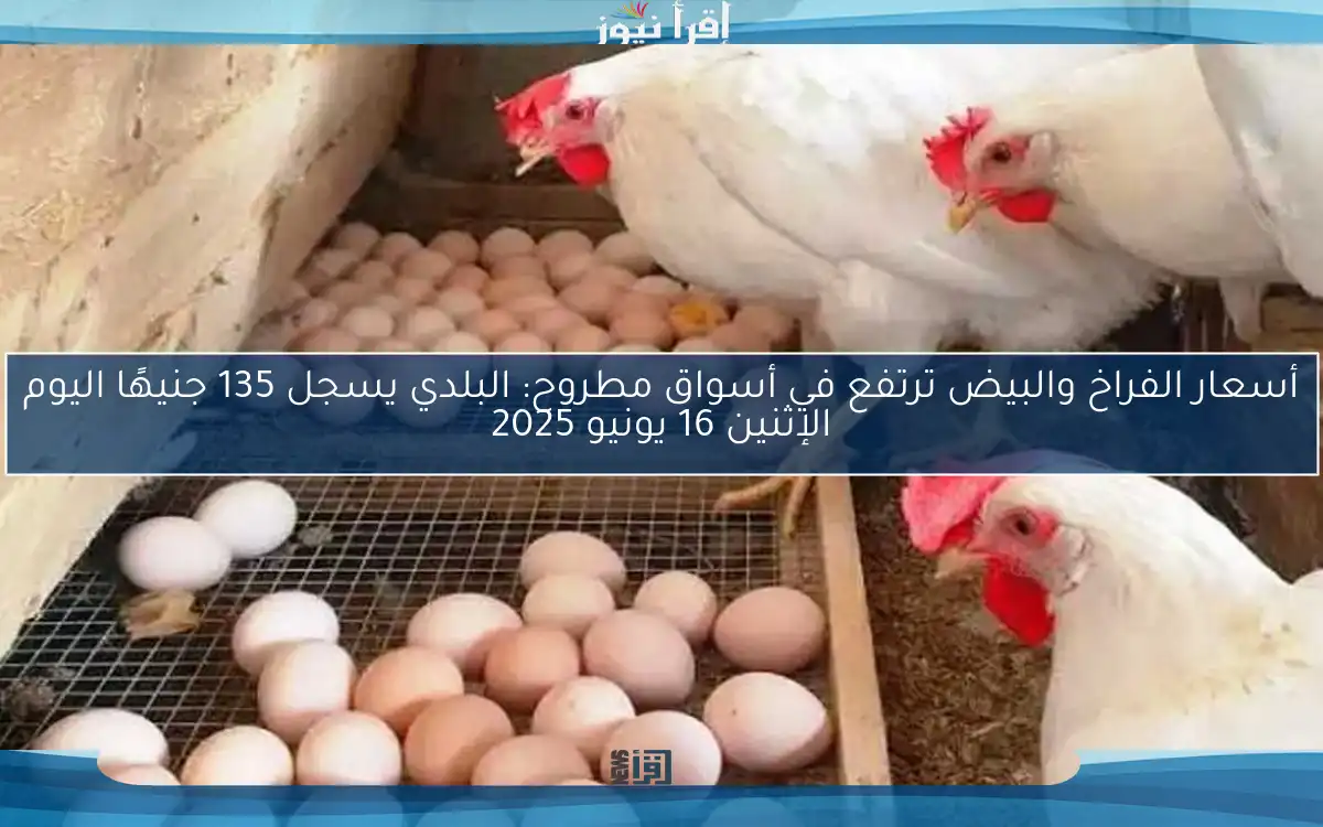 أسعار الفراخ والبيض ترتفع في أسواق مطروح: البلدي يسجل 135 جنيهًا اليوم الإثنين 16 يونيو 2025