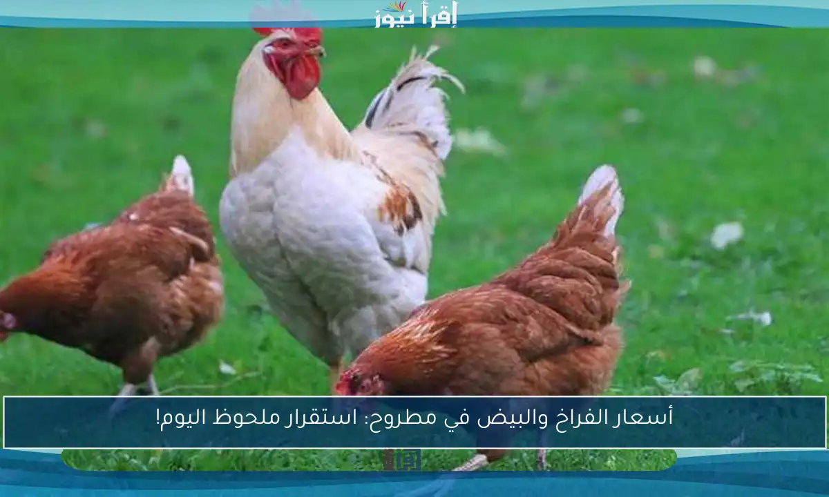 أسعار الفراخ والبيض في مطروح: استقرار ملحوظ اليوم!