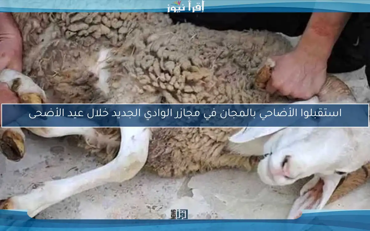 استقبلوا الأضاحي بالمجان في مجازر الوادي الجديد خلال عيد الأضحى