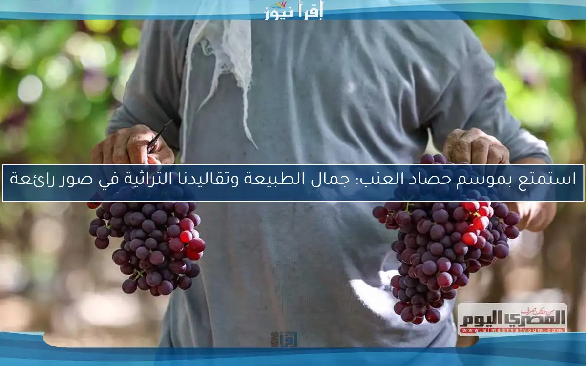 استمتع بموسم حصاد العنب: جمال الطبيعة وتقاليدنا التراثية في صور رائعة