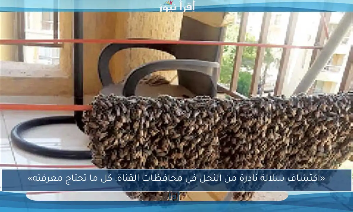 «اكتشاف سلالة نادرة من النحل في محافظات القناة: كل ما تحتاج معرفته»