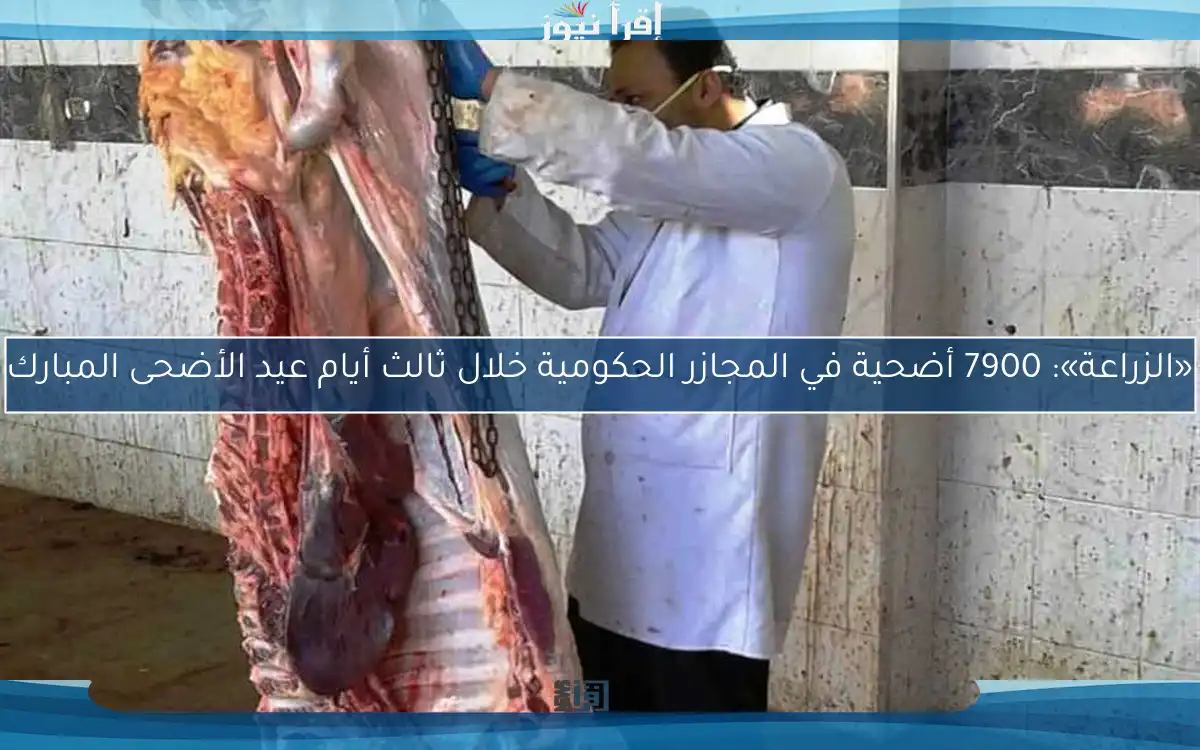 «الزراعة»: 7900 أضحية في المجازر الحكومية خلال ثالث أيام عيد الأضحى المبارك