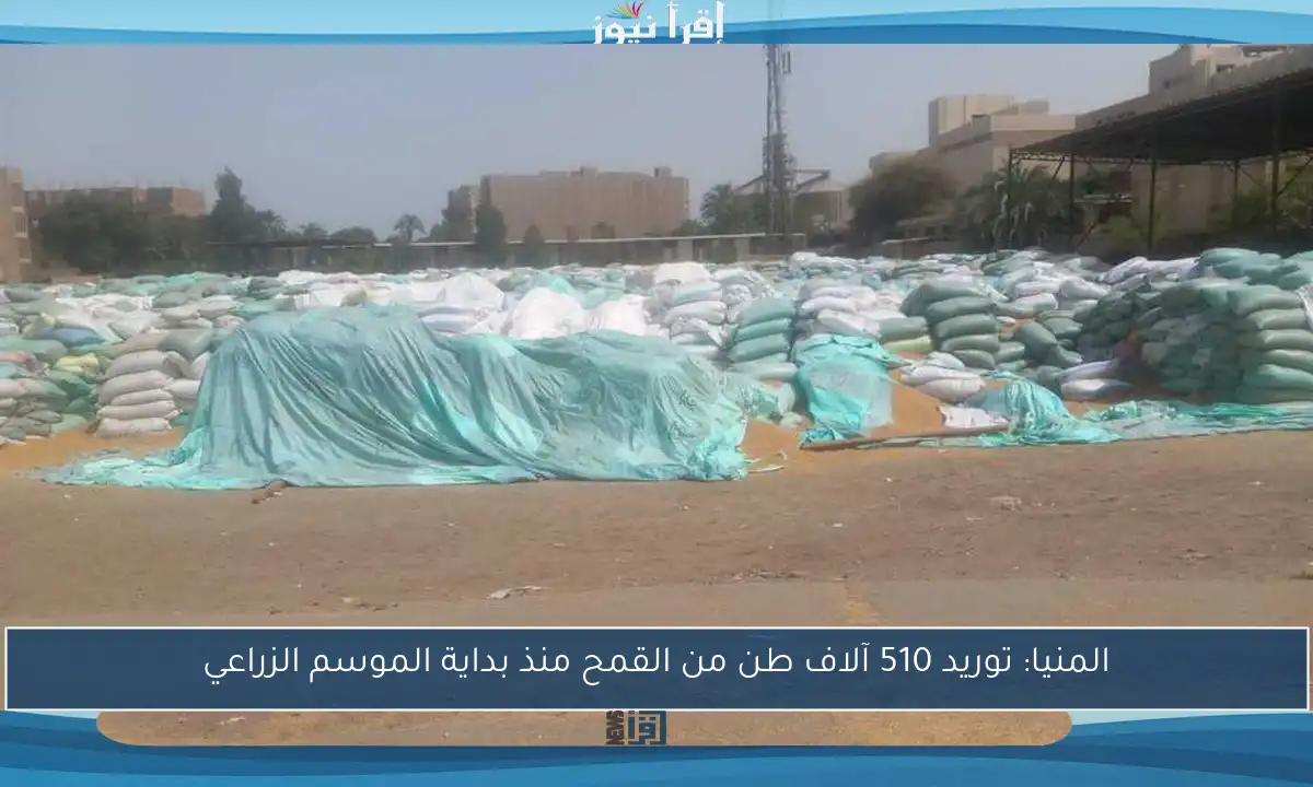 المنيا: توريد 510 آلاف طن من القمح منذ بداية الموسم الزراعي