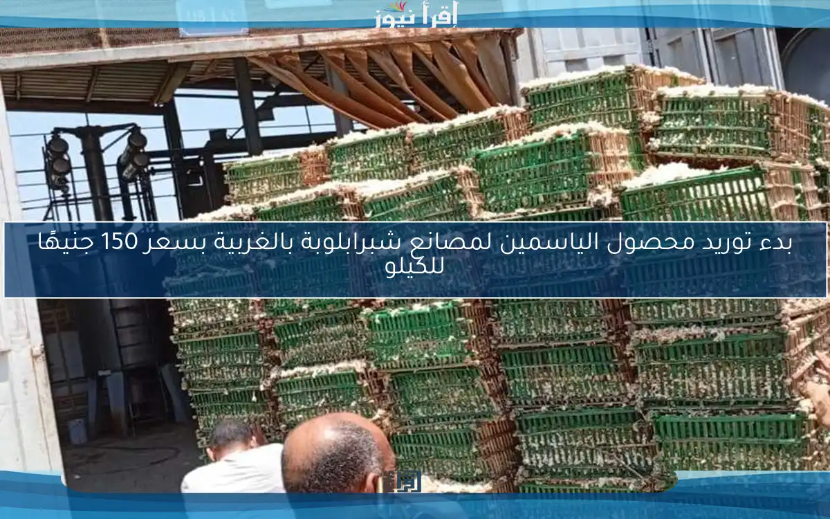 بدء توريد محصول الياسمين لمصانع شبرابلوبة بالغربية بسعر 150 جنيهًا للكيلو