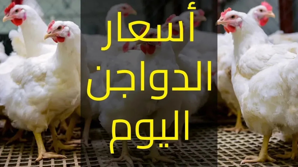 بعد آخر زيادة .. بورصة الدواجن اليوم أسعار الفراخ البيضاء الإثنين 16/6/2025