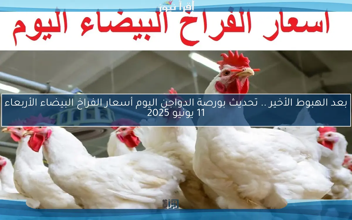 بعد الهبوط الأخير .. تحديث بورصة الدواجن اليوم أسعار الفراخ البيضاء الأربعاء 11 يونيو 2025