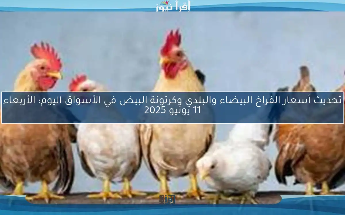 تحديث أسعار الفراخ البيضاء والبلدي وكرتونة البيض في الأسواق اليوم: الأربعاء 11 يونيو 2025