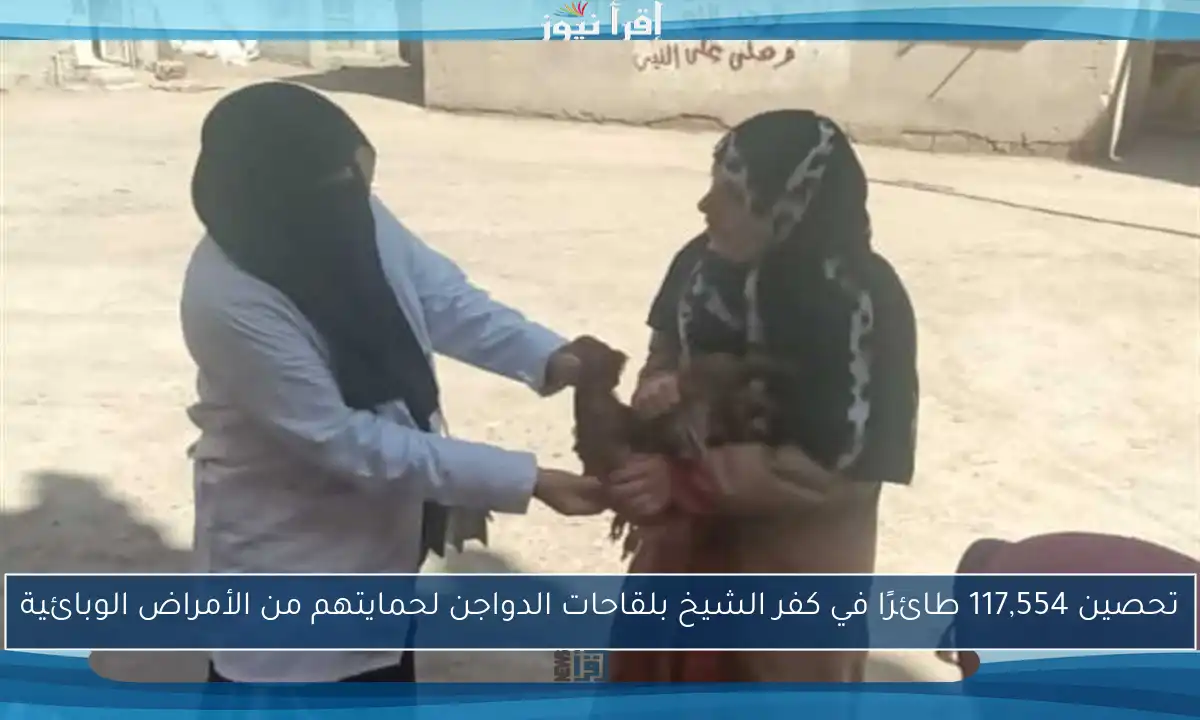 تحصين 117,554 طائرًا في كفر الشيخ بلقاحات الدواجن لحمايتهم من الأمراض الوبائية