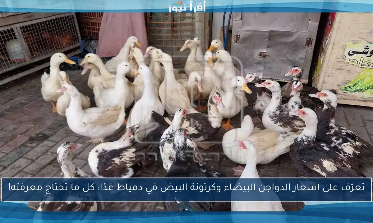 تعرّف على أسعار الدواجن البيضاء وكرتونة البيض في دمياط غدًا: كل ما تحتاج معرفته!