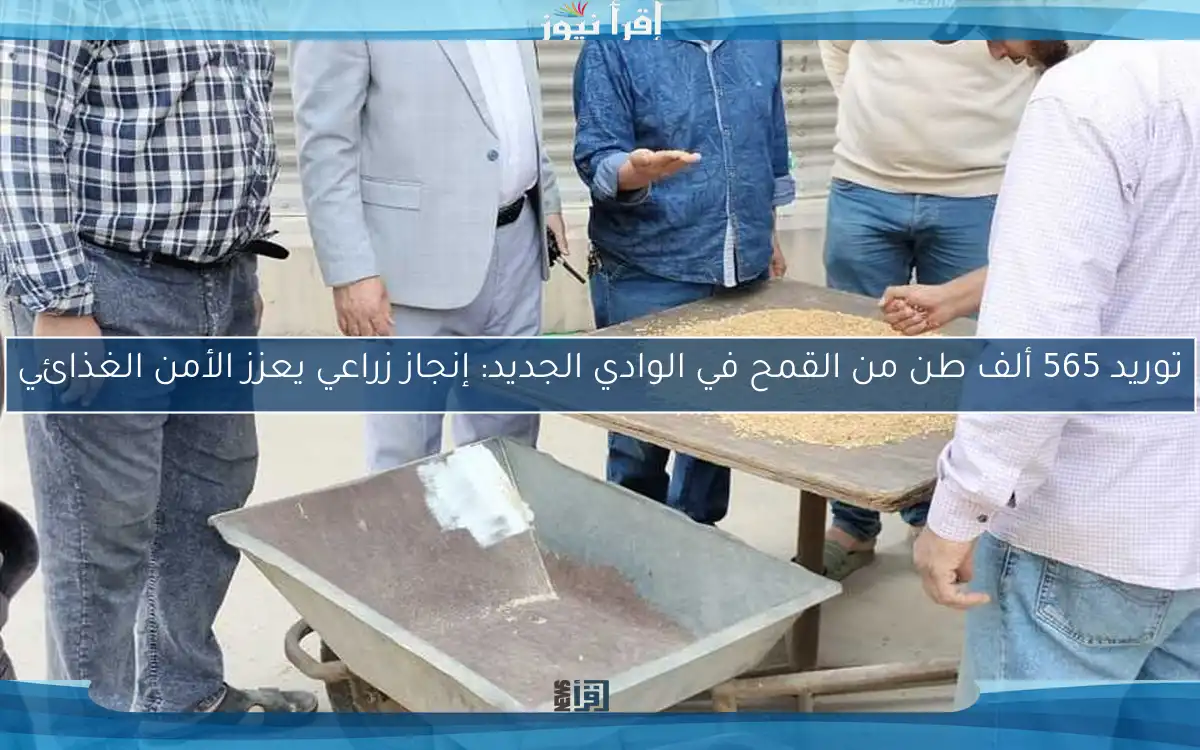 توريد 565 ألف طن من القمح في الوادي الجديد: إنجاز زراعي يعزز الأمن الغذائي