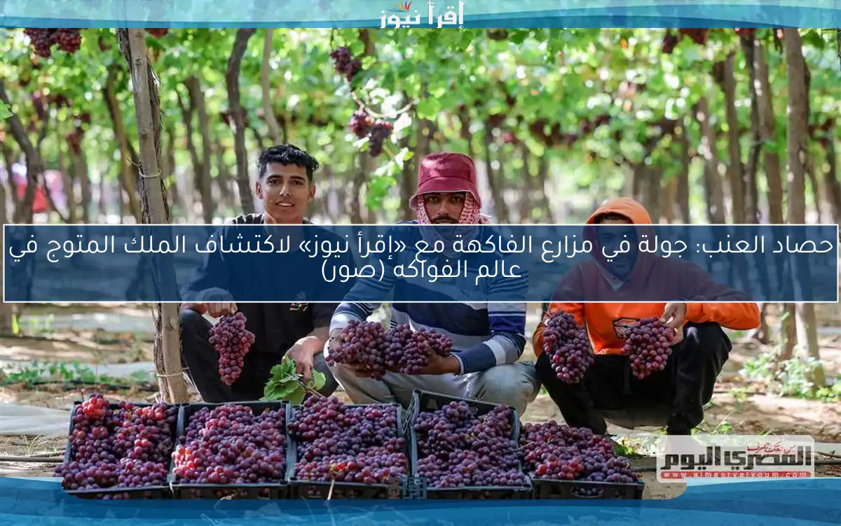 حصاد العنب: جولة في مزارع الفاكهة مع «إقرأ نيوز» لاكتشاف الملك المتوج في عالم الفواكه (صور)