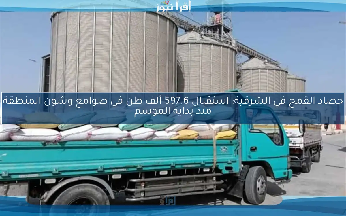 حصاد القمح في الشرقية: استقبال 597.6 ألف طن في صوامع وشون المنطقة منذ بداية الموسم