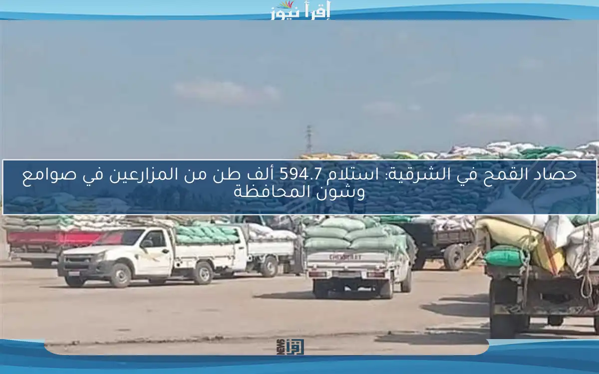 حصاد القمح في الشرقية: استلام 594.7 ألف طن من المزارعين في صوامع وشون المحافظة