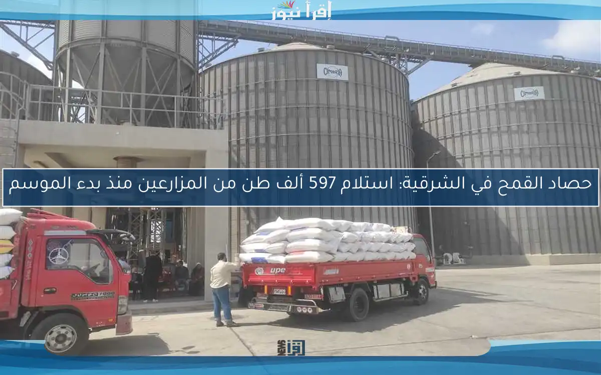 حصاد القمح في الشرقية: استلام 597 ألف طن من المزارعين منذ بدء الموسم