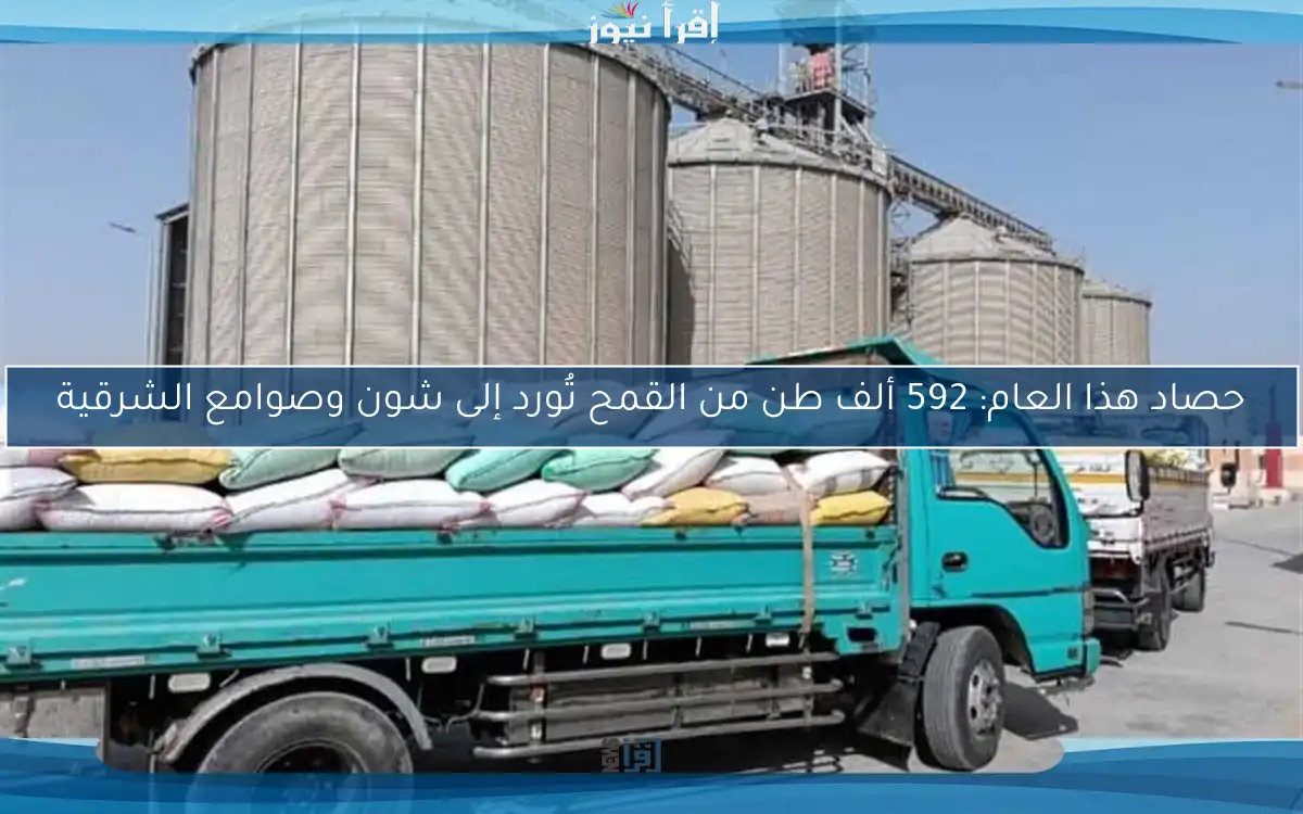 حصاد هذا العام: 592 ألف طن من القمح تُورد إلى شون وصوامع الشرقية