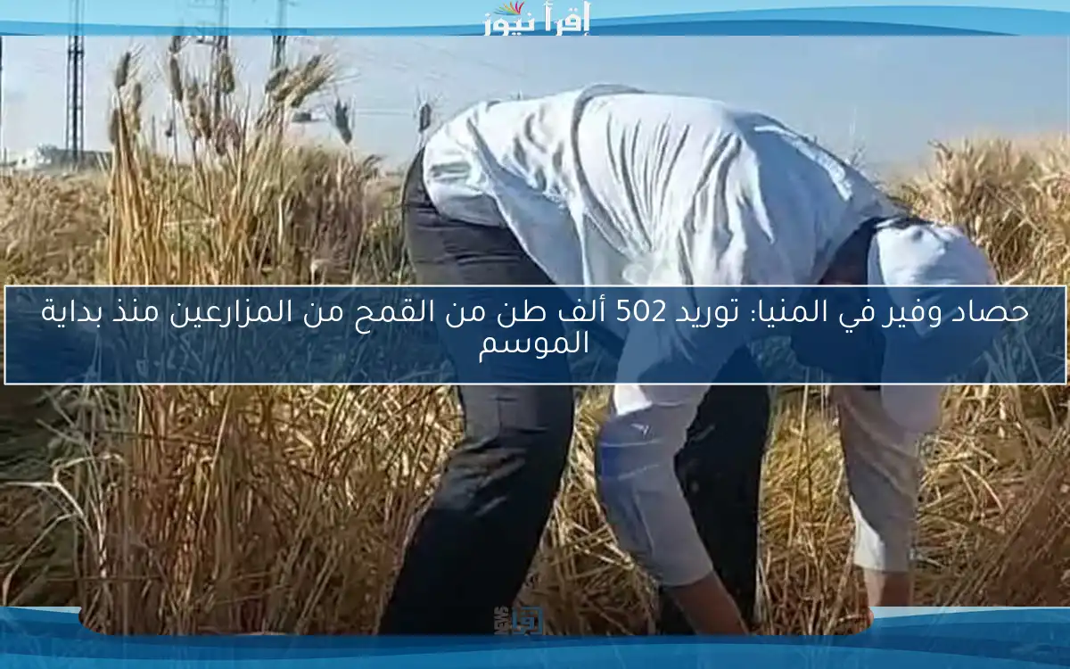 حصاد وفير في المنيا: توريد 502 ألف طن من القمح من المزارعين منذ بداية الموسم