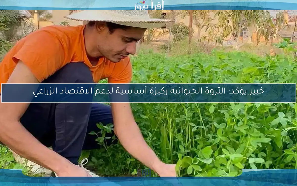 خبير يؤكد: الثروة الحيوانية ركيزة أساسية لدعم الاقتصاد الزراعي