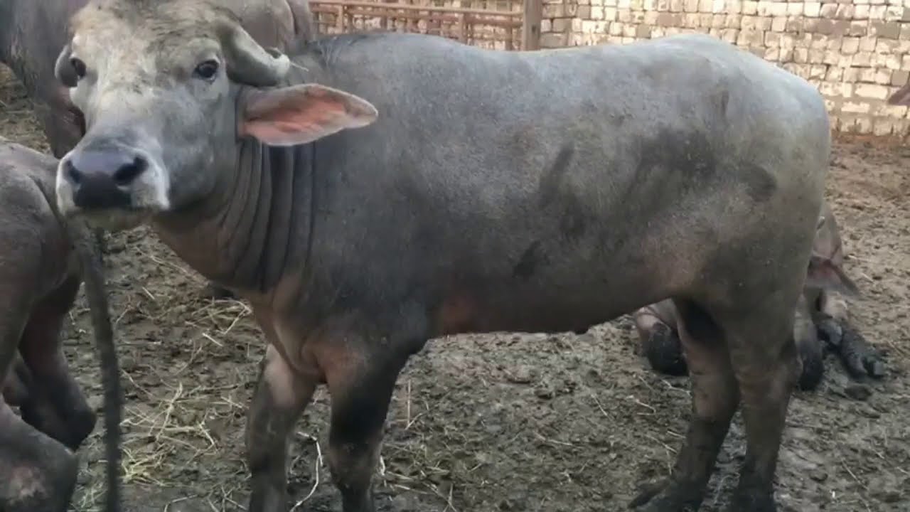 سعر الكيلو العجول قائم اليوم
