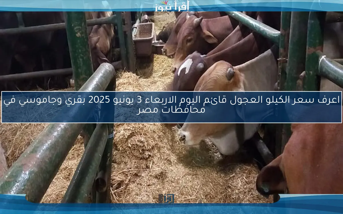 اعرف سعر الكيلو العجول قائم اليوم الاربعاء 3 يونيو 2025 بقري وجاموسي في محافظات مصر