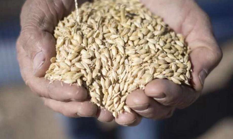 سعر طن الأرز الشعير اليوم