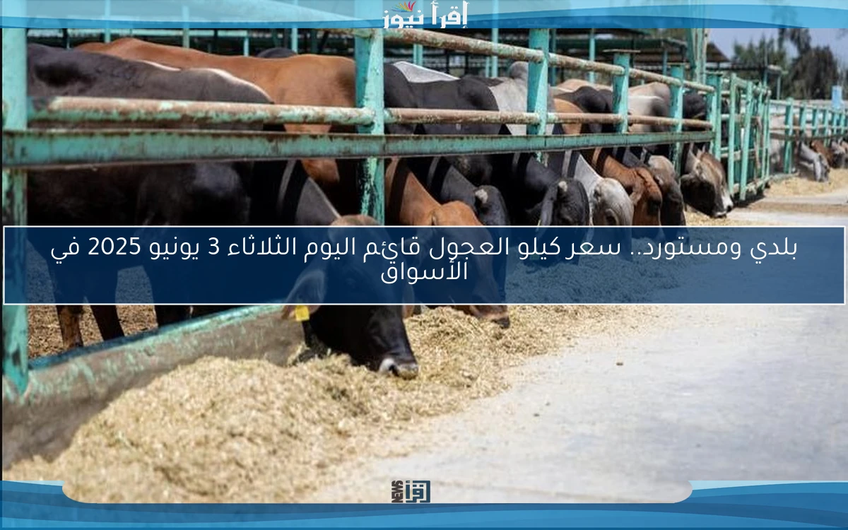 بلدي ومستورد.. سعر كيلو العجول قائم اليوم الثلاثاء 3 يونيو 2025 في الأسواق