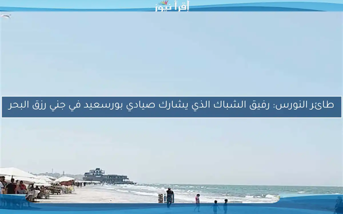 طائر النورس: رفيق الشباك الذي يشارك صيادي بورسعيد في جني رزق البحر