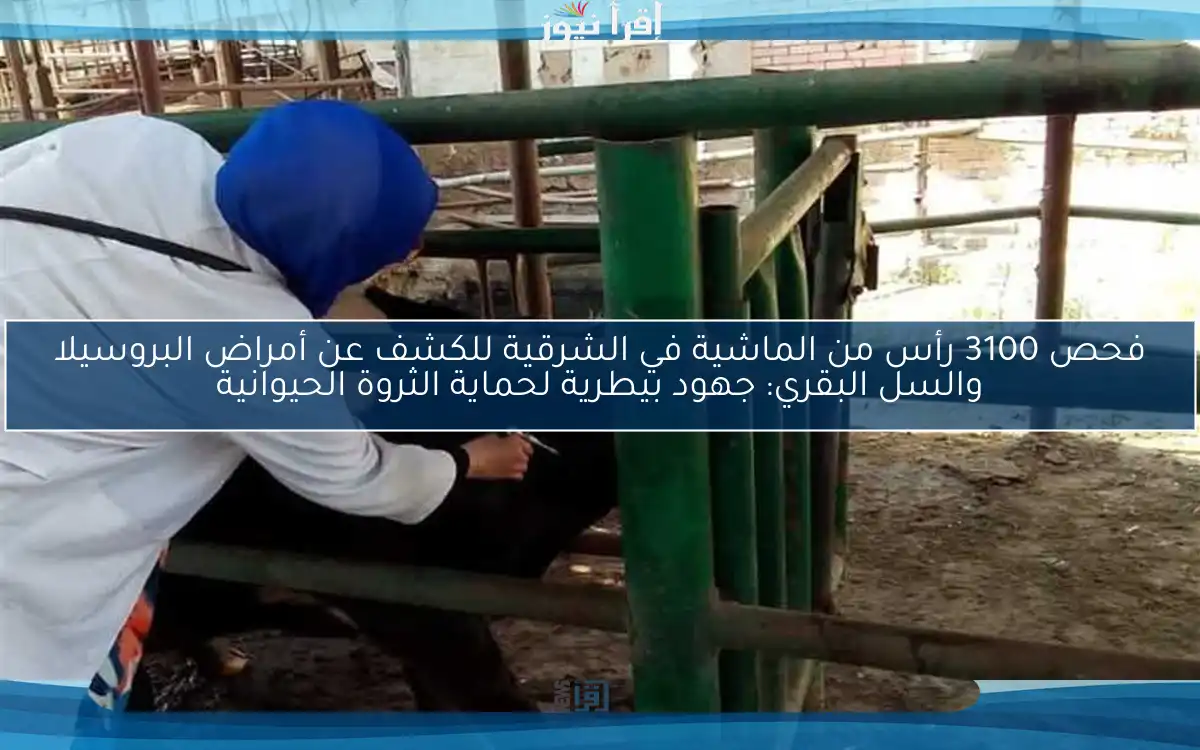 فحص 3100 رأس من الماشية في الشرقية للكشف عن أمراض البروسيلا والسل البقري: جهود بيطرية لحماية الثروة الحيوانية