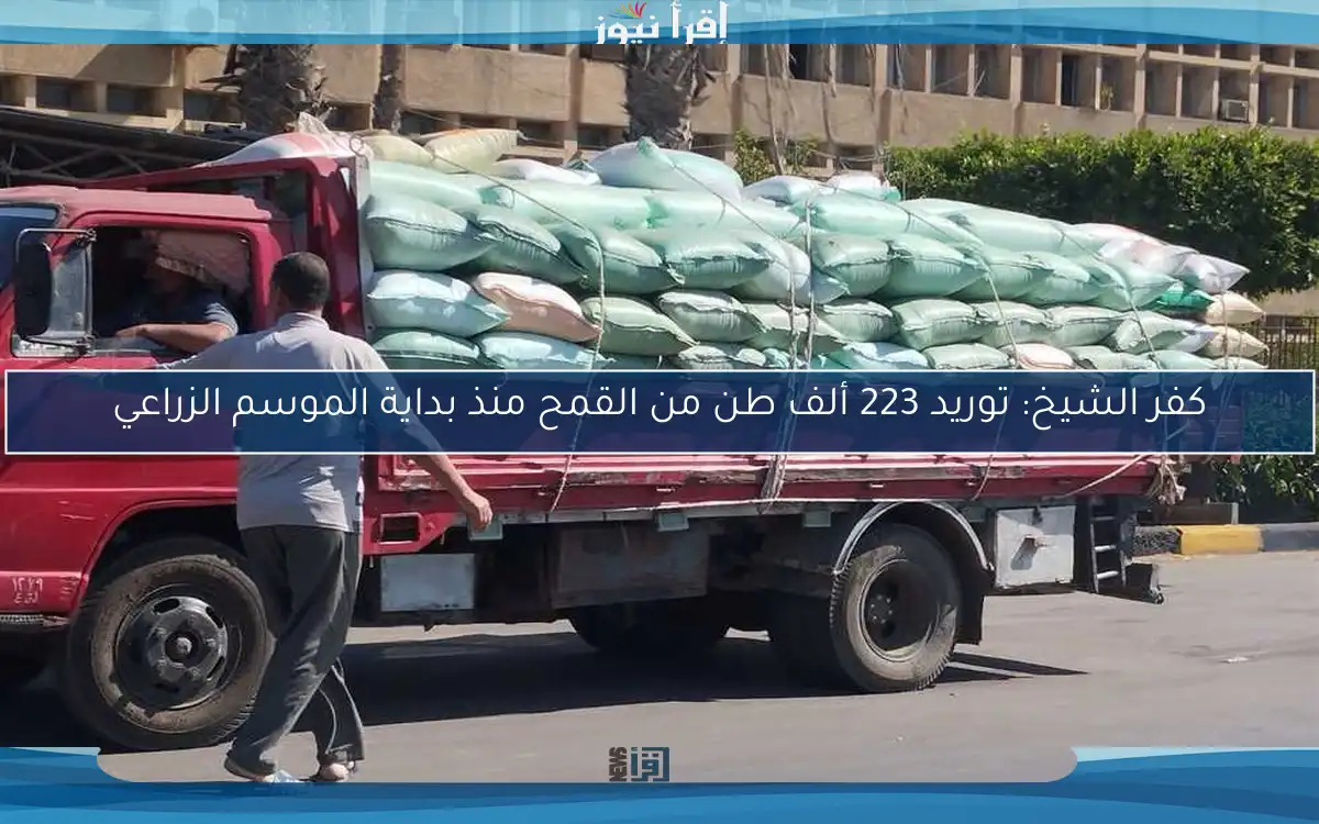 كفر الشيخ: توريد 223 ألف طن من القمح منذ بداية الموسم الزراعي