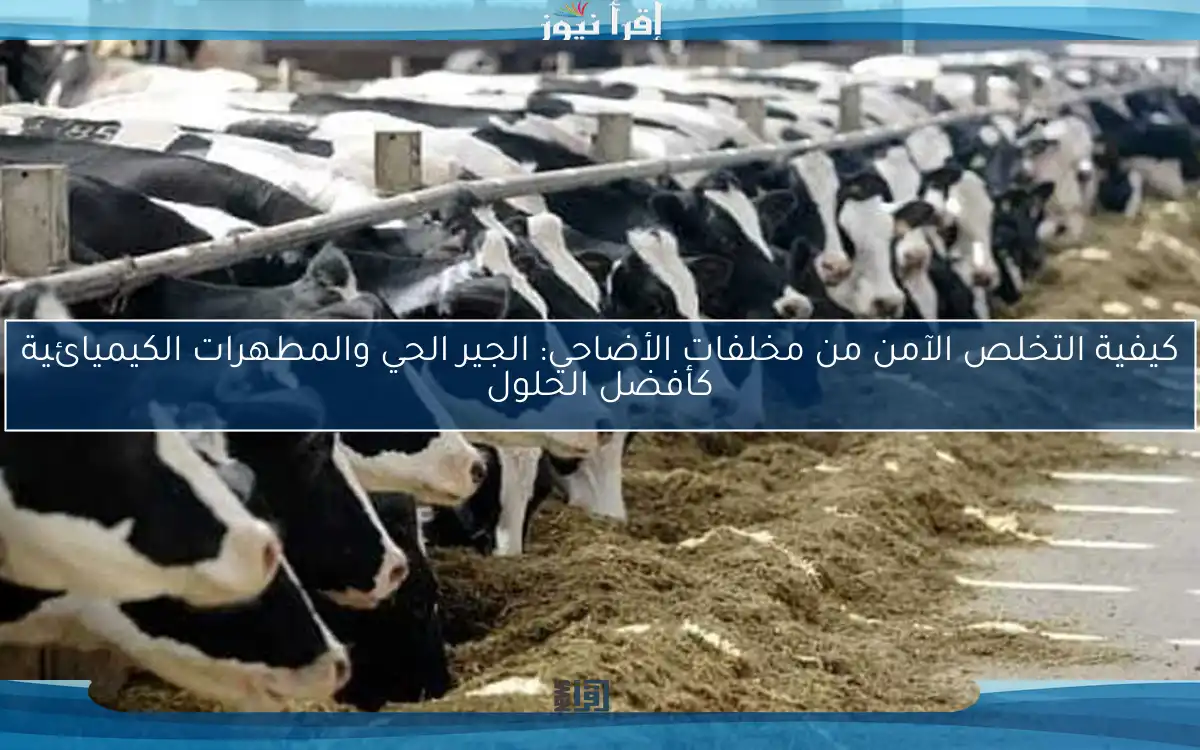 كيفية التخلص الآمن من مخلفات الأضاحي: الجير الحي والمطهرات الكيميائية كأفضل الحلول