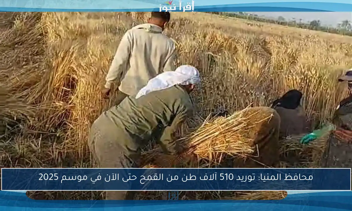 محافظ المنيا: توريد 510 آلاف طن من القمح حتى الآن في موسم 2025